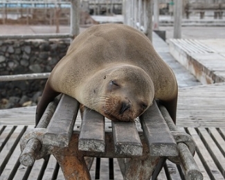 seal jackman-chiu-369014-unsplash.jpg