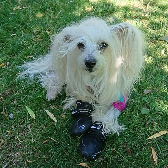 I love this little girl. Enjoying a cooler morning.<br />.<br />.<br />.<br />#petalrainfield #chinesecrested #hairyhairless #dogstagram #ilovemydog #ilovemychinesecresteddog #dogmom