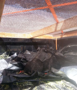 5 black piglets in my truck