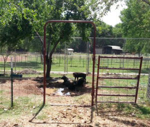 piglets in their wallow