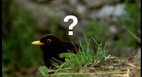  photo perplexed bird_zps3x2uy3vl.jpg