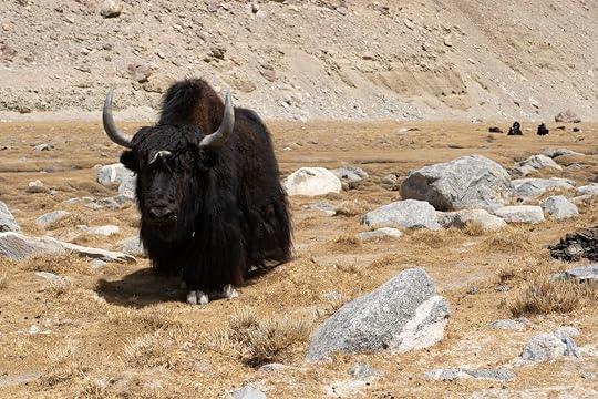 black yak and landscape