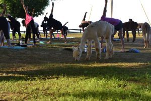 alpaca yoga class