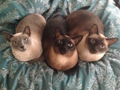 J.L. Gribble Cats
