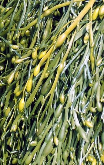 rockweed
