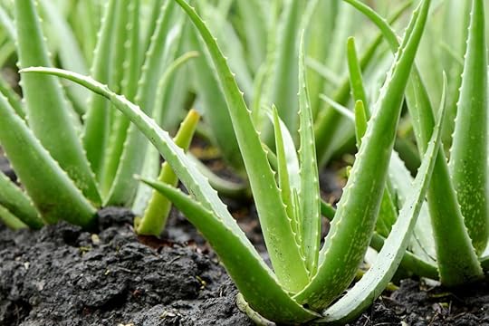 aaloe-vera-tervis-kasulik-põletiku-kiirguse-vastane-forever-seerum-nektar-mahl-paljas-porgand-blogi