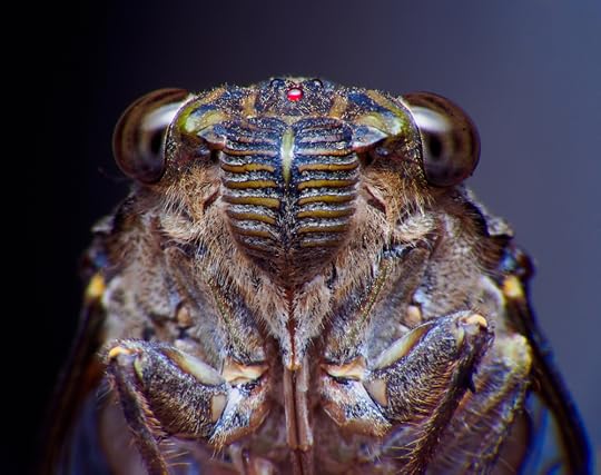 cicada
