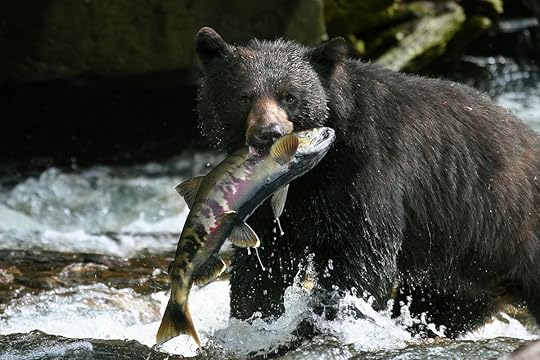 WFR Black Bear w Chum Salmon