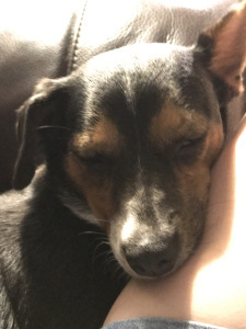 romance, dog, love