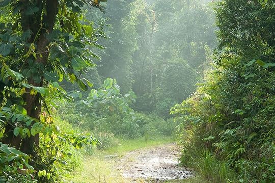 Morning-mist-in-Deramakot
