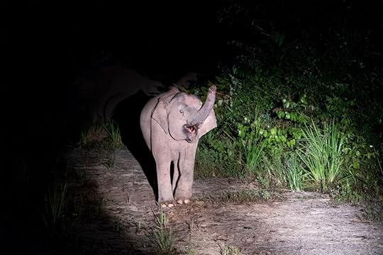 Borneo Pygmy elephant