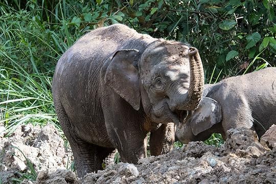 Borneo Pygmy elephants