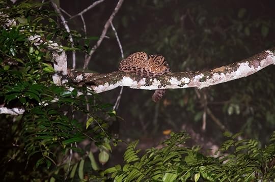 Marbled-cat-snoozing