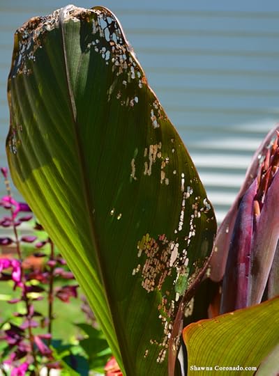 Japanese Beetles on canna lily 3