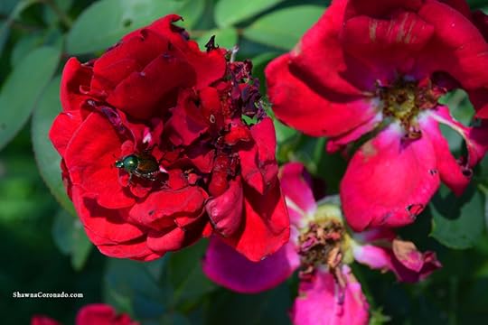 Japanese Beetles on roses 3