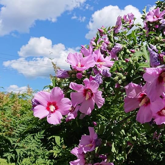 Beauty. I love these Rose of Sharon trees.<br />.<br />.<br />.<br />#nature #thankyoutoronto