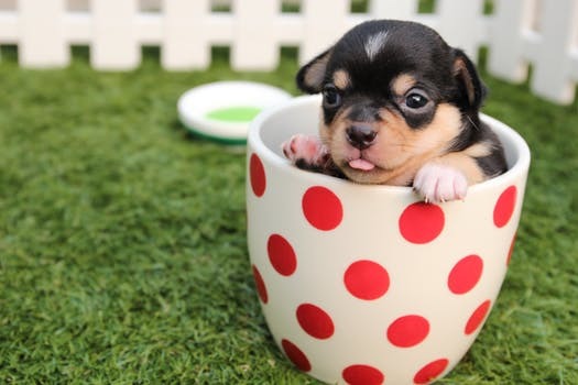 Image result for cute