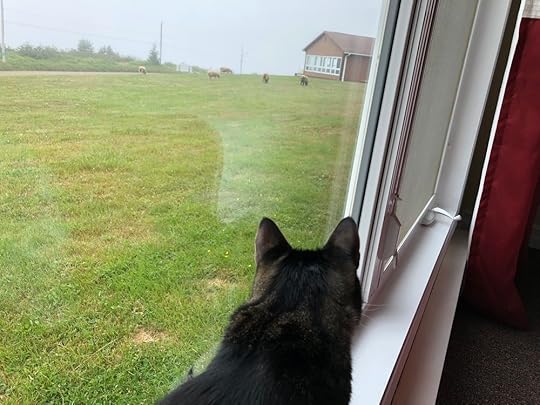 This summer, only one cat watching.