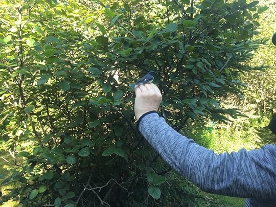 Banding a Black-throated Blue Warbler last August, a lifetime ago.