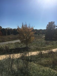 Conflicting Emotions