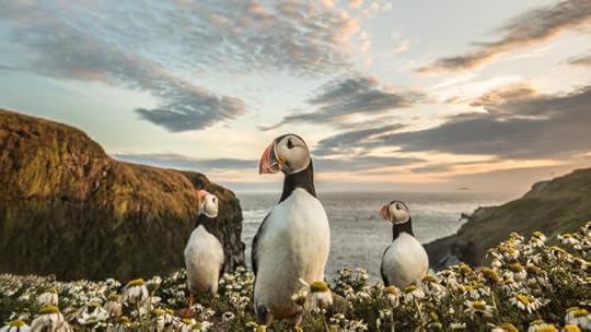 Puffins on Skomer