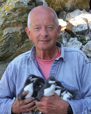 Tim Birkhead with young guillemots on Skomer