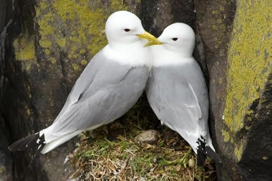 Kittiwakes
