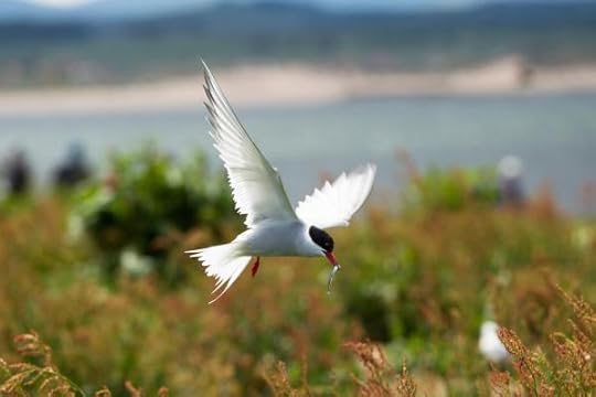 Artic tern