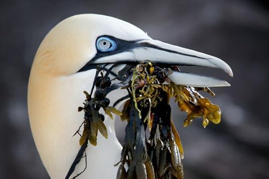 Northern gannet