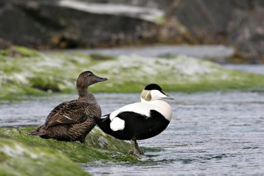 Common eiders