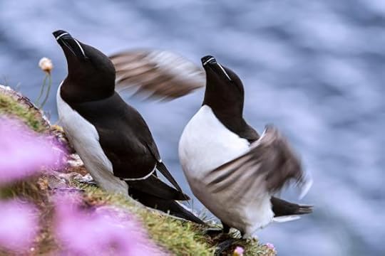 Razorbills