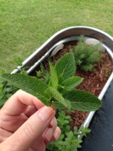 This is as close as I get to counting mint leaves.