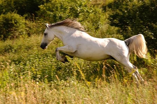 animal-cavalry-countryside-629139.jpg