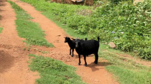 Researching your novel: Ubiquitous goats of Ghana (Photo: Kwei Quartey)