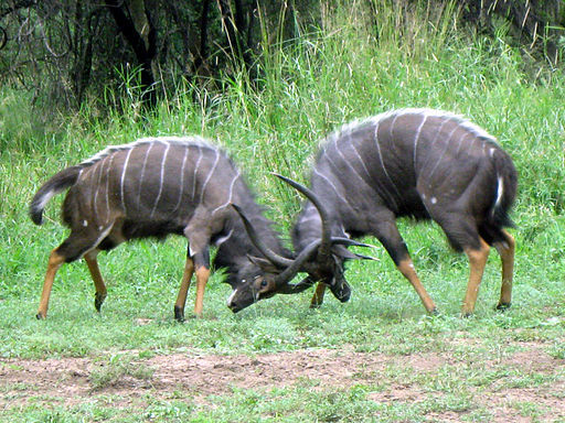 Nyalas literally locking horns