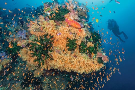 Diving the Bligh Waters, Fiji