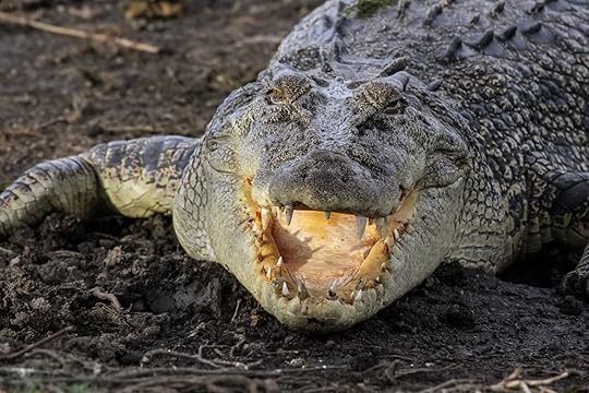 Saltwater crocodile lying on the riverbank