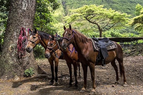 Horseback Riding in the Lush Green Waipio Valley of Hawaii