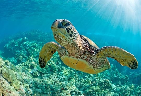 Sea turtle swimming over a coral reef in Hawaii