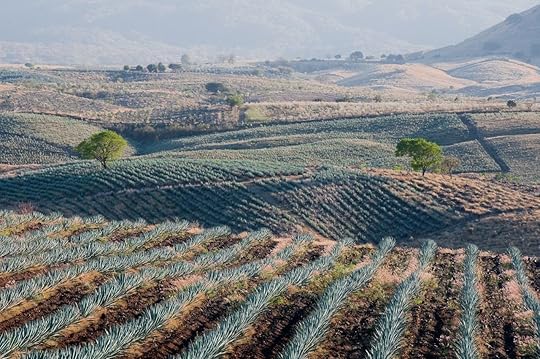 Agave field