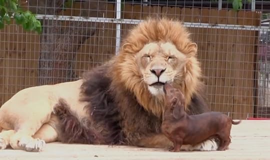 lion and weenie dog
