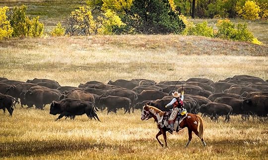 South Dakota buffalo herding