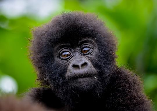 Rwanda gorilla