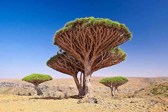 Socotra Island