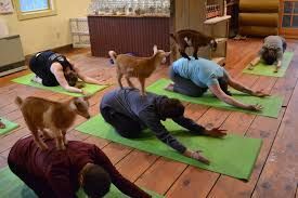 goat yoga