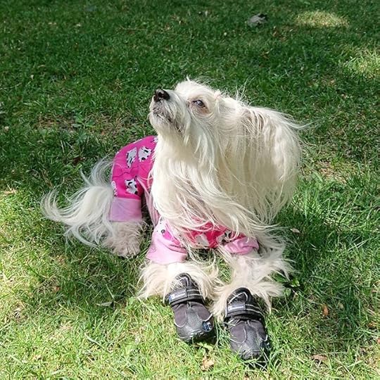 Petal in the dappled sunlight, watching a fly. (grinning)<br />.<br />.<br />.<br />#petalrainfield #chinesecrested #hairyhairless #dogstagram #ilovemydog #ilovemychinesecresteddog #dogmom
