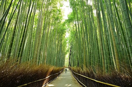Cyclist in bamboo forest in Kyoto