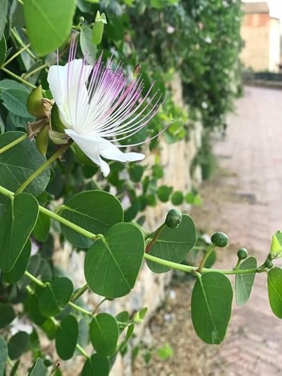 Trattoria Piero e Silvana Todi