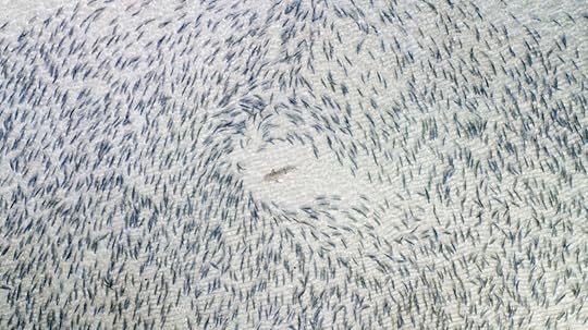 Wildlife winner Drone Awards 2018