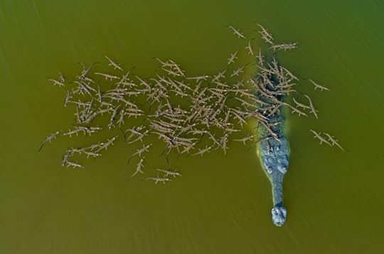 Runner up 2 wildlife Drone Awards 2018